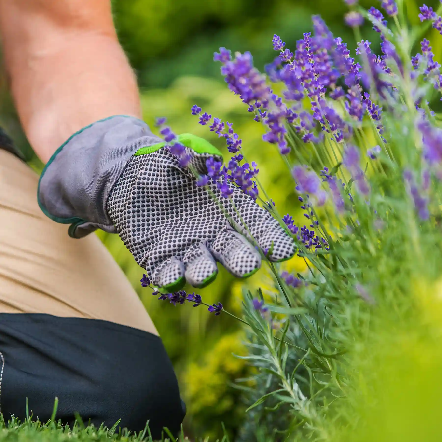 Gartenpflege mit behandschuhter Hand an blühendem Lavendel in einer gepflegten Grünanlage.